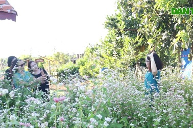 Mê mẩn với vườn hoa tam giác mạch, cúc họa mi trên phố núi