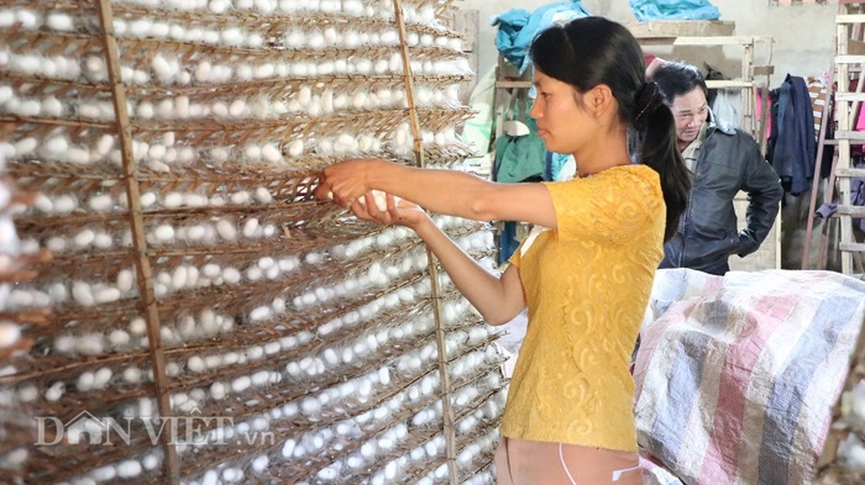 Do Covid-19, nghề nuôi tằm Lâm Đồng lao đao vì cạn trứng giống - 3 Do Covid-19, nghề nuôi tằm Lâm Đồng lao đao vì cạn trứng giống - 3