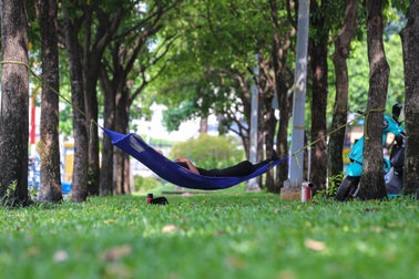 Đi qua những con đường xanh mướt ở TPHCM