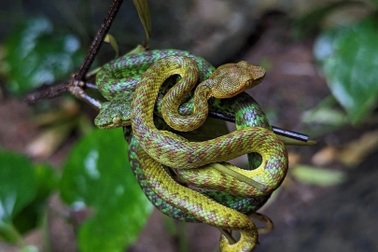 Loài rắn lục chỉ có tại Việt Nam, sở hữu lớp vảy màu sắc sặc sỡ