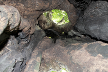 Cây thị "cứu vua Lê Lợi" được công nhận Cây Di sản Việt Nam