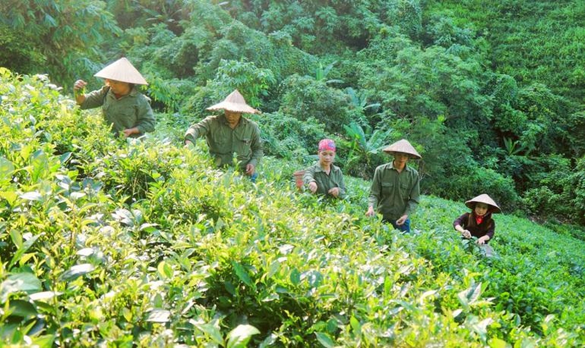 Hành trình bỏ phố về rừng, trồng chè sạch của những người trẻ - 2 Hành trình bỏ phố về rừng, trồng chè sạch của những người trẻ - 2