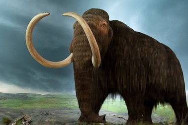 Các công nhân làm đường phát hiện xương cốt voi ma mút lông xoăn