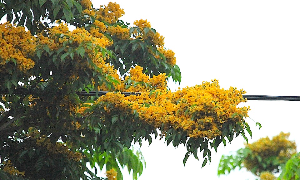Mùa hoa Giáng Hương rực rỡ thành Vinh - 21 Mùa hoa Giáng Hương rực rỡ thành Vinh - 21