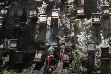 "Rùng mình" với cách thu hoạch mật ong cheo leo trên vách núi dựng đứng