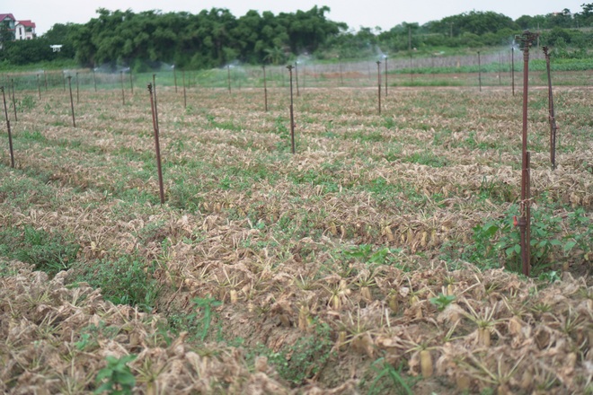 Hà Nội: Sinh vật bé bằng đầu tăm gây đại họa cho người dân ở Mê Linh - 4 Hà Nội: Sinh vật bé bằng đầu tăm gây đại họa cho người dân ở Mê Linh - 4