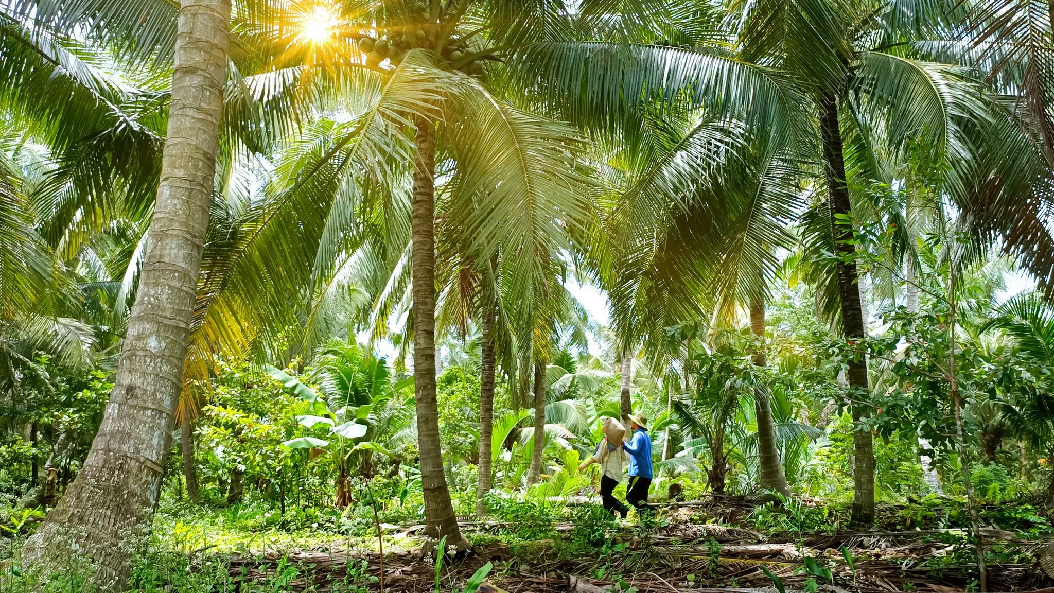 Dừa nước - đặc sản trứ danh Bến Tre do thiên nhiên ban tặng - 9