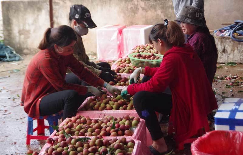 200 thương lái Trung Quốc đổ sang lùng mua vải thiều Việt Nam - 1 200 thương lái Trung Quốc đổ sang lùng mua vải thiều Việt Nam - 1