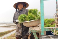 Giáp Tết, kiếm 300 nghìn đồng/ngày từ đi cấy lúa thuê