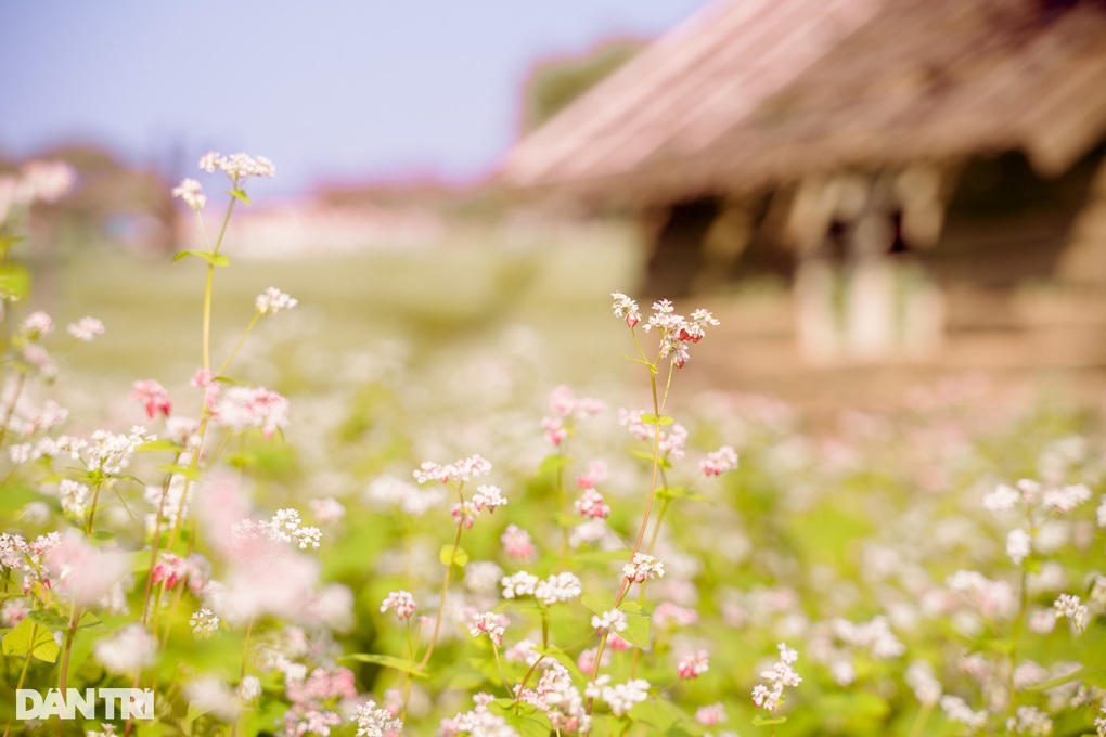 Khách đổ xô đến chụp ảnh cánh đồng tam giác mạch trái mùa ở Hà Nội - 2 Khách đổ xô đến chụp ảnh cánh đồng tam giác mạch trái mùa ở Hà Nội - 2