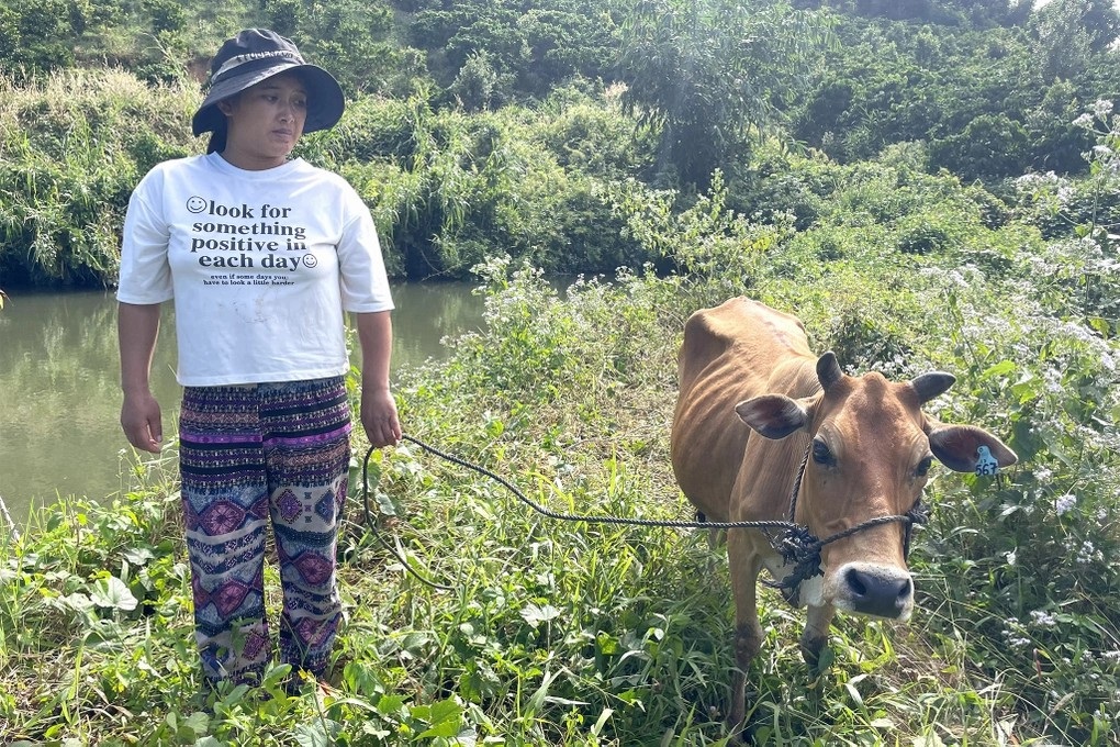 Vụ bò sinh sản nhỏ như bê, ốm yếu bất thường: Phát hiện nhiều vi phạm - 1