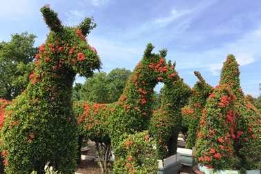 Vườn thú bằng cây kiểng “siêu độc” của nghệ nhân Tiền Giang