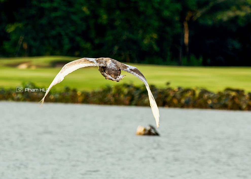 Giảng viên đại học gây bão với những bức ảnh chụp tại thành phố xanh - 7