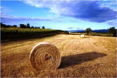 Trộm 1,5 tấn cỏ khô để tạ lỗi với bạn gái