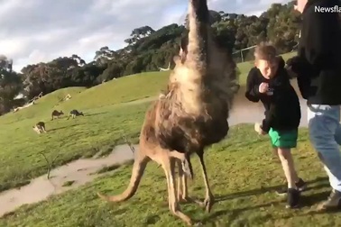 Du khách nhí bất ngờ bị kangaroo đá vào mặt