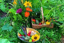 Khu vườn thơ mộng đầy đủ hoa trái, đẹp như cổ tích của cô gái người Úc