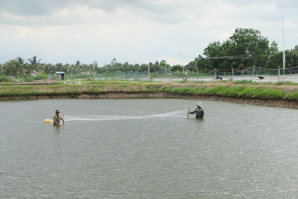 Dịch bệnh tôm nước lợ diễn biến phức tạp, người nuôi như “ngồi trên lửa” - 1 Dịch bệnh tôm nước lợ diễn biến phức tạp, người nuôi như “ngồi trên lửa” - 1