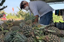 Nghề trồng khóm ở Bạc Liêu thu nhập khá dịp Tết