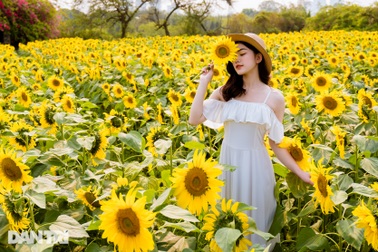 Rủ nhau "sống ảo" với vườn hoa hướng dương rộng 10.000 mét vuông ở Hà Nội