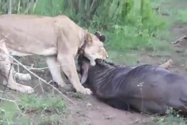 Linh dương thoát khỏi tử thần dù bị sư tử ngoạm cổ