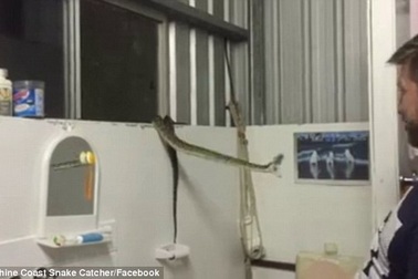 Hãi hùng cảnh con trăn đói làm loạn trong nhà dân