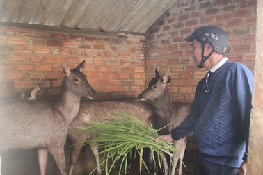 Nuôi nai lấy nhung, nuôi chơi chơi vẫn cho thu nhập 100 triệu đồng/năm