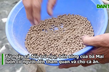 Cá tra ở nhờ nhà dân