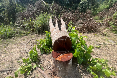 Khởi tố vụ rừng phòng hộ gần chốt bảo vệ bị phá