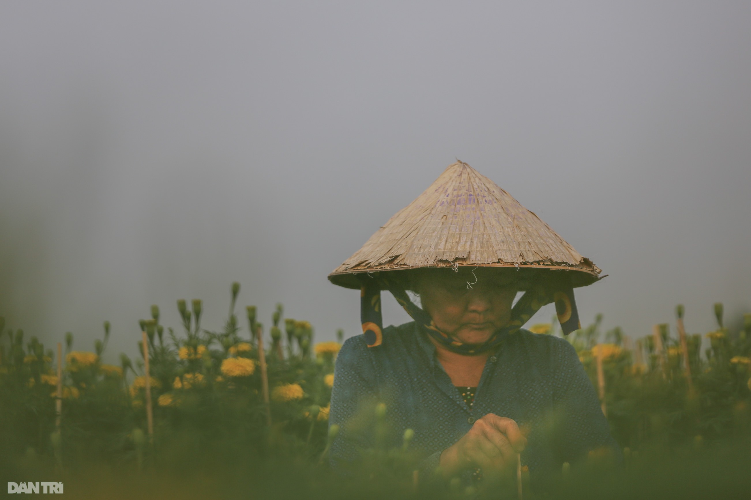 Làng hoa lớn nhất miền Tây vào vụ Tết - 6 Làng hoa lớn nhất miền Tây vào vụ Tết - 6