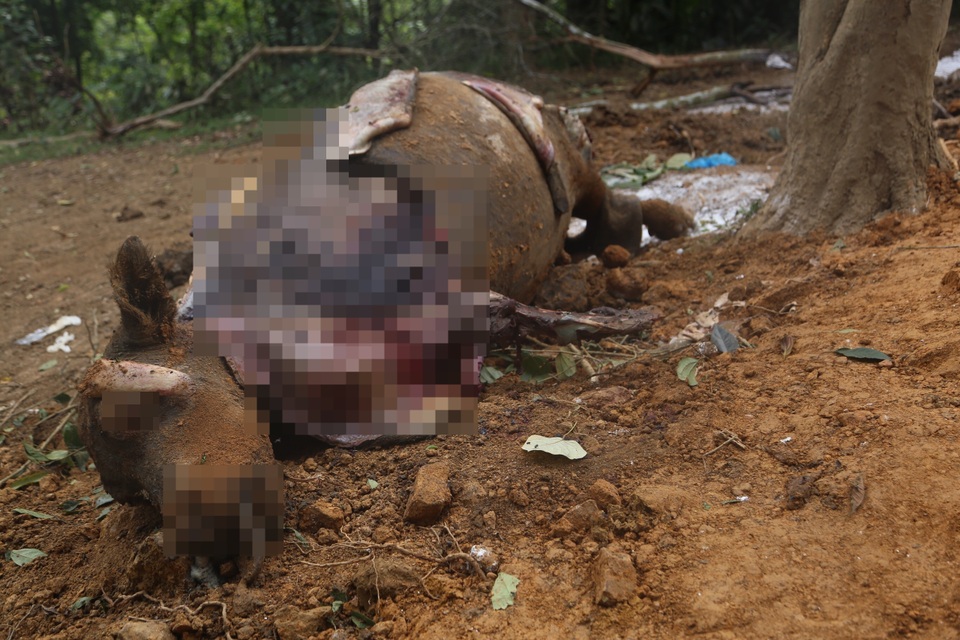 Vụ đàn trâu chết “như ngả rạ” ở Hà Nội: Loại trừ nguyên nhân dịch bệnh - 1 Vụ đàn trâu chết “như ngả rạ” ở Hà Nội: Loại trừ nguyên nhân dịch bệnh - 1