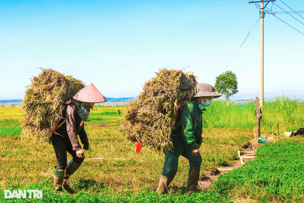 Nông dân chạy đua với thời gian để cứu lúa giữa trưa đứng bóng - 8 Nông dân chạy đua với thời gian để cứu lúa giữa trưa đứng bóng - 8