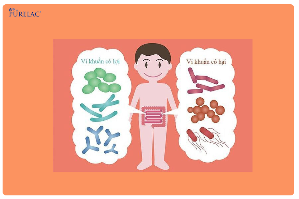 Lợi khuẩn Bifidobacterium giúp trẻ tiêu hoá tốt, tăng cân đều - 1 Lợi khuẩn Bifidobacterium giúp trẻ tiêu hoá tốt, tăng cân đều - 1