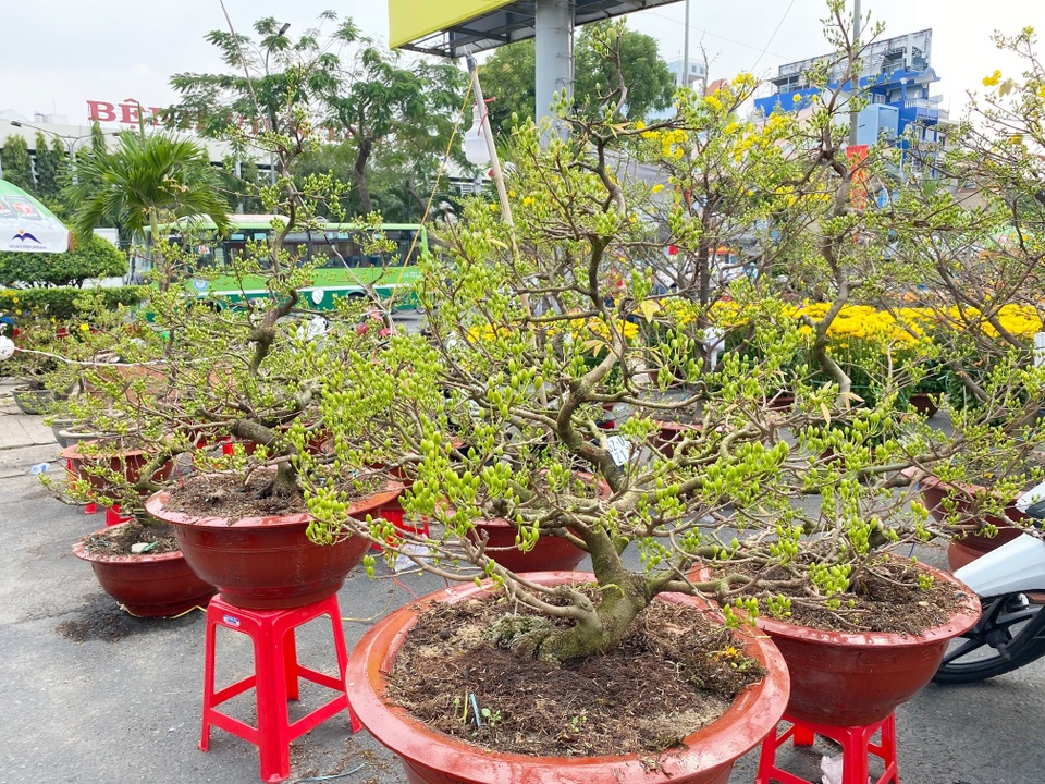 Trâu kiểng độc lạ vài chục triệu đồng; buôn mai, đào buồn chưa từng thấy - 6 Trâu kiểng độc lạ vài chục triệu đồng; buôn mai, đào buồn chưa từng thấy - 6