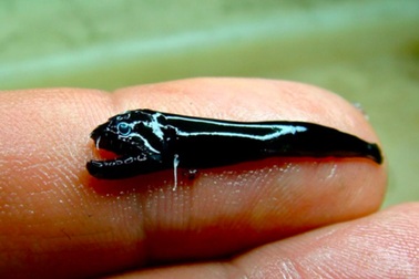 Phát hiện loài cá bí ẩn có vẻ ngoài như quái vật ngoài hành tinh