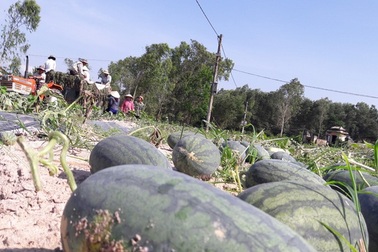 Dưa hấu có nguy cơ chín rụng ngoài đồng vì dịch covid-19