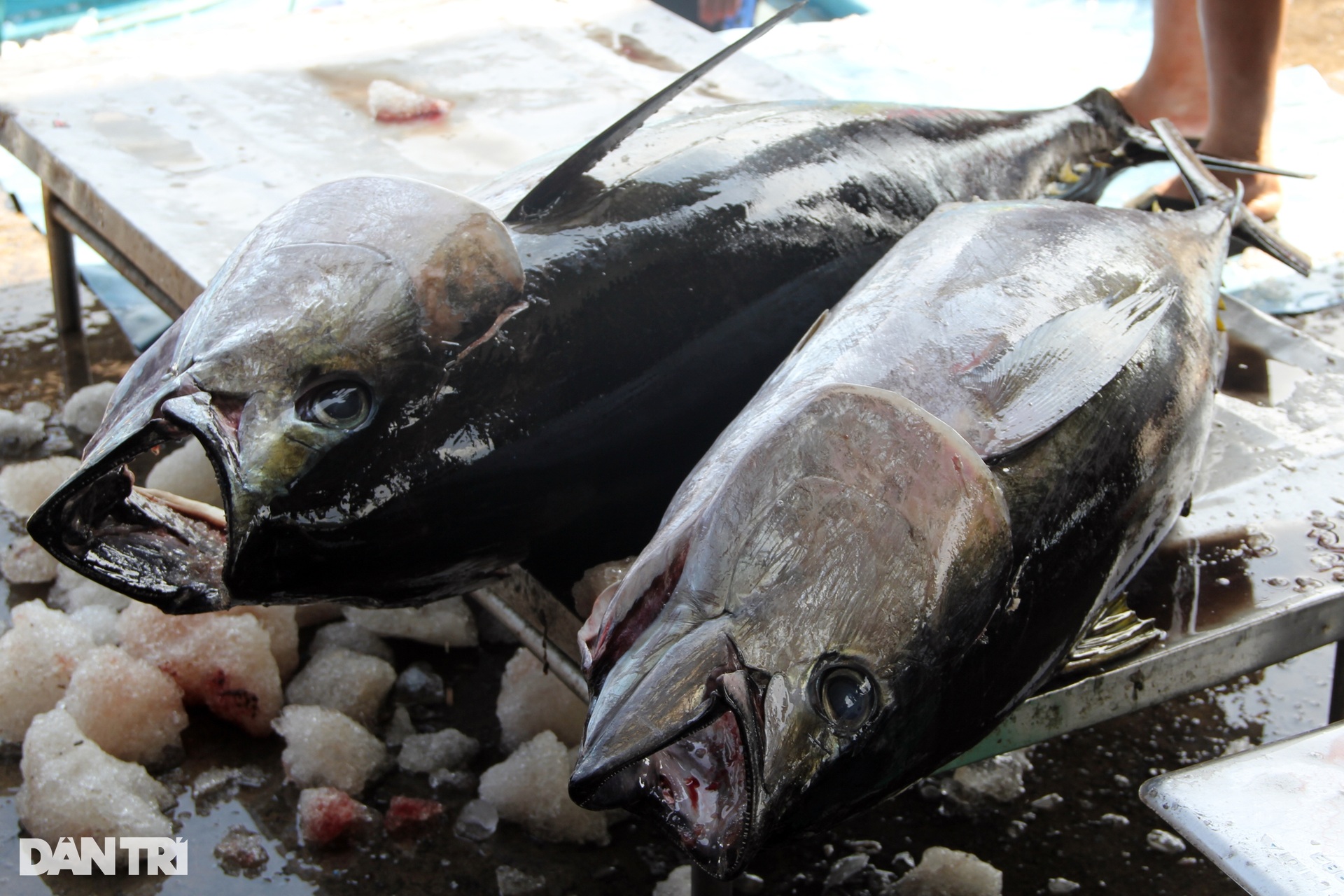 During the Tet holiday, fishermen caught a catch of ocean tuna, earning hundreds of millions of dong - 5