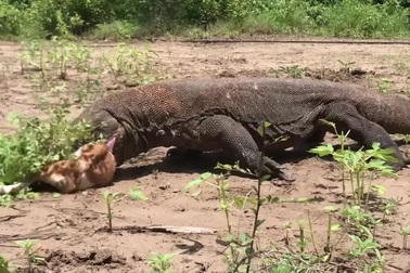 Kinh hoàng cảnh rồng komodo nuốt sống dê non trong tích tắc