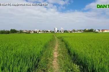 Phú Yên: Rộ tình trạng thu gom đất lúa ở vùng ven thành phố