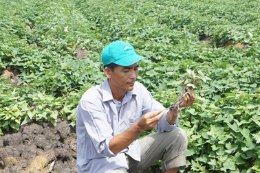 Thu 8 tỷ tiền lãi từ... khoai lang