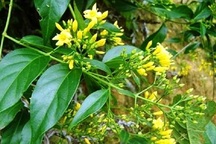 Đôi nam nữ rủ nhau vào rừng ăn lá ngón tự tử vì bị “cấm yêu”