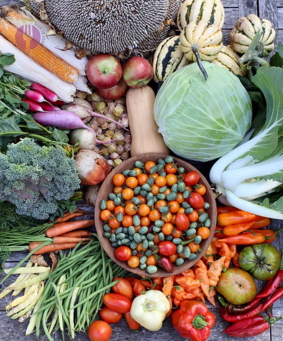 Vợ chồng đưa con ra ngoại thành làm vườn 500m2 quy hoạch ấn tượng - 4