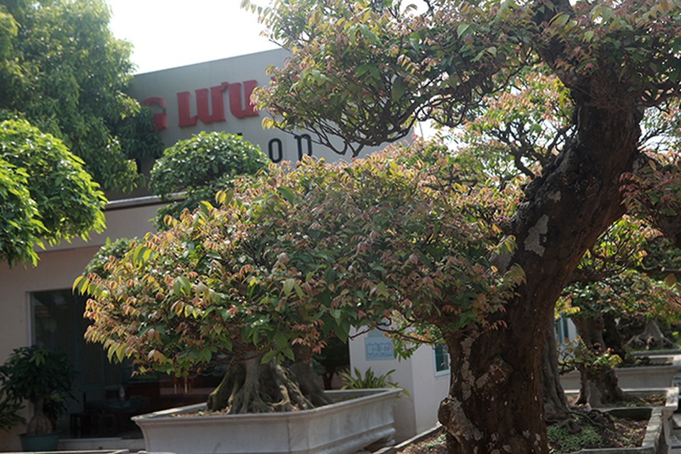 Đại gia Thái Nguyên dốc tiền khủng chơi dàn bonsai khế, coi như báu vật trong nhà - 11 Đại gia Thái Nguyên dốc tiền khủng chơi dàn bonsai khế, coi như báu vật trong nhà - 11