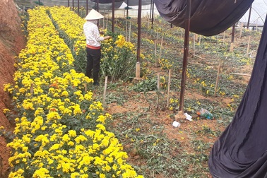 Hoa cúc Đà Lạt tăng giá chóng mặt trước rằm tháng 7