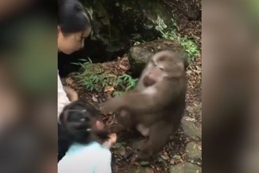 Sốc với clip con khỉ "mất nết" đấm thẳng mặt em bé khi không được tiếp tục cho ăn