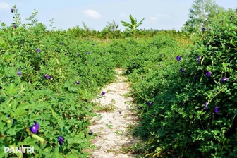 Từ năm 2026, nhiều đối tượng được miễn thuế sử dụng đất nông nghiệp