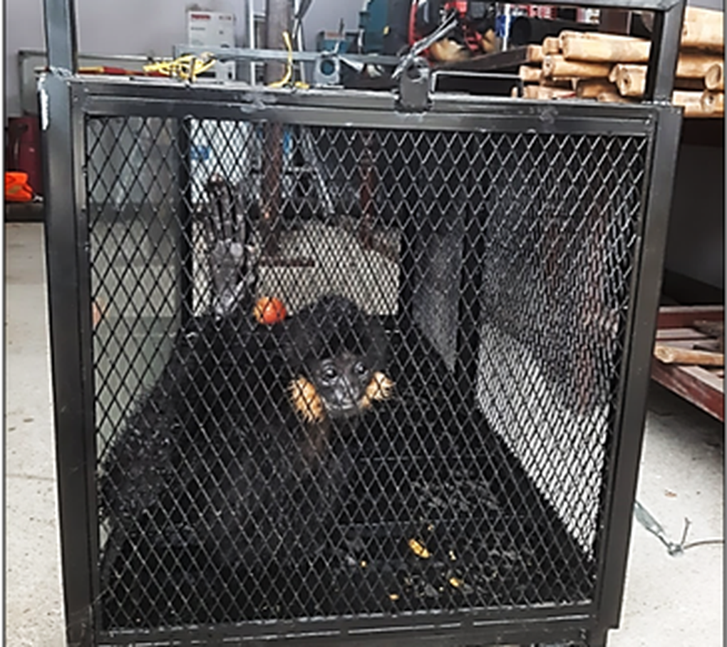 Vượn đen má hung quý hiếm lần đầu tiên xuất hiện tại Đà Nẵng - 2 Vượn đen má hung quý hiếm lần đầu tiên xuất hiện tại Đà Nẵng - 2