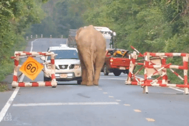 Voi đói chặn đầu xe để cướp đồ ăn