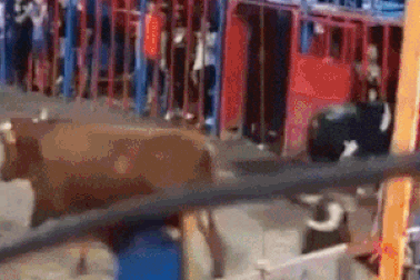 Cậu bé 12 tuổi may mắn sống sót sau cú rơi ngã ngay trước mũi sừng bò tót