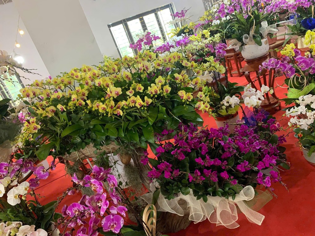 Hoa lan Tết xuống phố sớm, khách chủ yếu đi khảo giá, chưa chốt hàng hot - 3 Hoa lan Tết xuống phố sớm, khách chủ yếu đi khảo giá, chưa chốt hàng hot - 3