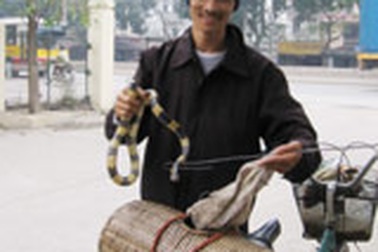 Theo chân người bán rắn độc